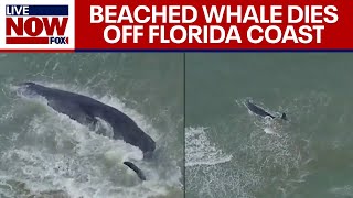 Beached sperm whale dead off Florida coast Venice Beach officials confirm  LiveNOW from FOX [upl. by Jamie469]