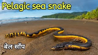 Yellow bellied sea snake documentary Pelagic sea snake seasnake indianocean snakevideo [upl. by Weismann]