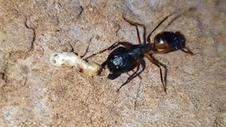 ants insects How Termites Explode [upl. by Fifine]