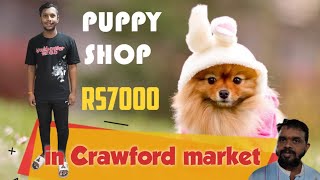 Zunjar pet shop Crawford marketMumbai petshop crawfordmarket Amit Vlogger 84 [upl. by Airamesor]