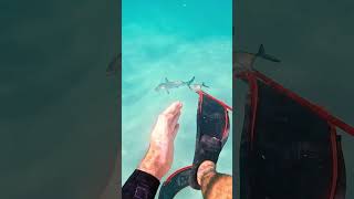 Shark ATTACK Spearfishing [upl. by Aguayo]