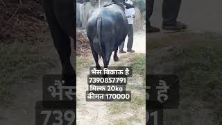 murraa ki sandar aader ki sath miipk 20 kg [upl. by Ynatsed]