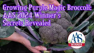 Growing Purple Magic Broccoli 2024 AAS Winners Revealed [upl. by Veradi630]