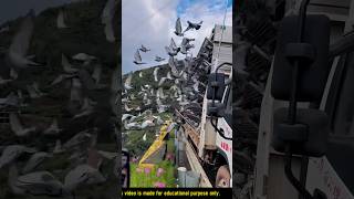 Pigeons farming china shortspigeon farming pigeons viral youtubeshorts kabootar [upl. by Mafalda]