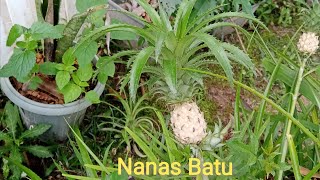 Nanas Batu  herba merawat batu karang [upl. by Neret264]