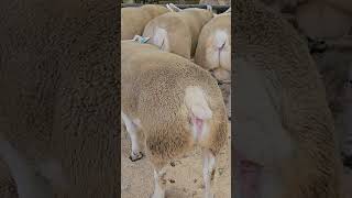 Texel tup is too big farming sheep sheepfarming texel [upl. by Aihsema]