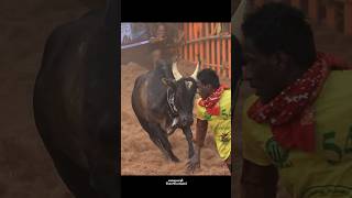 Rowdy ‼️ Jallikattu Videos [upl. by Sabir]