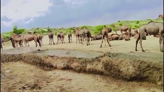 Happy Camels Feeding Milk to Kids  Camels Milk Feeding  Camels [upl. by Erde]