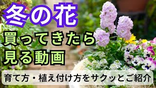 根鉢を崩す？崩さない？など パンジー・ビオラ・アリッサム・ストック・カレンジュラの植え付け方と育て方のご紹介 flowers gardening ガーデニング japaneseflowers [upl. by Forkey145]