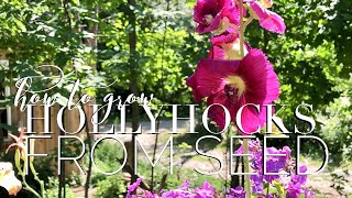 Growing Hollyhocks from seed on How to Grow a Garden with Scarlett [upl. by Teresina]