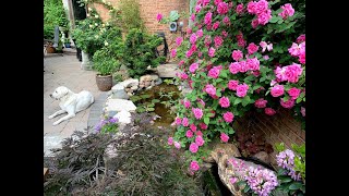 Zephirine Drouhin climbing rose in full bloom [upl. by Olson267]