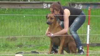 Coursing met Rhodesian Ridgebacks [upl. by Wycoff]