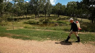 Spraying Broadleaf Weeds and Nutgrass Before Overseeding [upl. by Menedez]