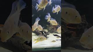 geophagus wildlife fish viral viralvideo threadfin acara hecklii viralshorts water change [upl. by Nireves]