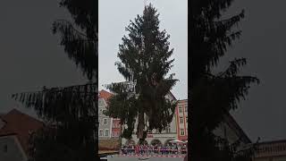 Tannenbaum Straubing europareisen [upl. by Barcroft974]