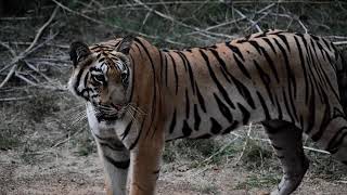 Tiger Kids Chota Matkasur Tadoba Andheri [upl. by Eilyak]