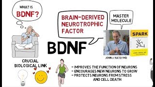 BDNF Exercise and the Brain [upl. by Noonberg]