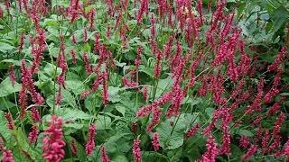 Persicaria amplexicaulis Red Bistort with bees a shade loving perennial loved by bees [upl. by Esbensen885]