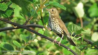 Tordocomum Turdus philomelos [upl. by Nimrac]