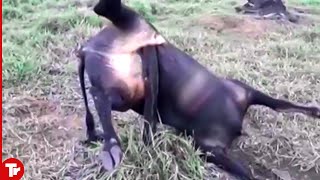 This Bull Never Expected to Die in This Horrible Way [upl. by Larisa]