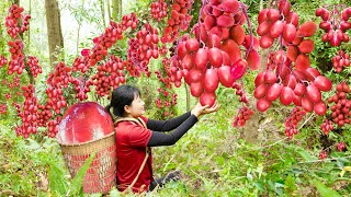 Harvest SAU TAU Fruit Spondias Purpurea Go to sell amp Make toad mixed with super spicy beef jerky [upl. by Norak]