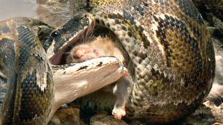 Python eats Rat 01 Time Lapse Speed x12 [upl. by Sivar]