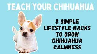 3 Easy lifestyle hacks to help grow a calmer chihuahua [upl. by Farlay964]