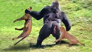 This Is How Gorillas Fight Their Enemies To Protect Their Babies  Gorilla vs Leopard [upl. by Oderfigis655]