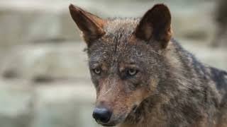 Iberian Wolf Guardian of the Iberian Wilderness [upl. by Desireah93]