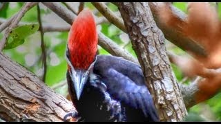 Pileated Woodpeckers Amazing Calls [upl. by Shaughnessy]