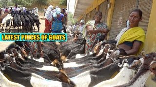 Latest prices of goats in Telangana Markets Buyer and Seller prices in Aavanthipuram [upl. by Urbana332]