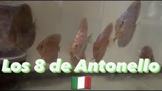 Los 8 de Antonello Greco [upl. by Zsazsa458]