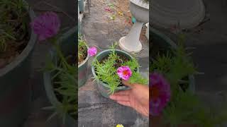 Technique pick pruning portulaca flower gardenflower shorts plants [upl. by Okiram]