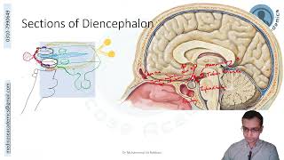 Diencephalon [upl. by Shoifet]