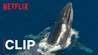 Our Planet  Humpback Whales  Clip  Netflix [upl. by Ocinom326]