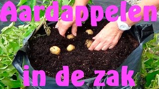 Aardappelen kweken in een zak [upl. by Anitel867]