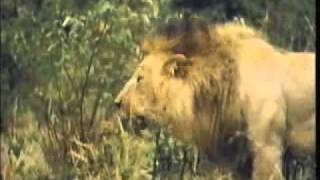 BIG LION FIGHT www keepvid com [upl. by Renelle]