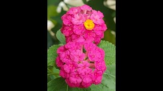 Lantana Plant Care Tutorial [upl. by Nauwtna282]