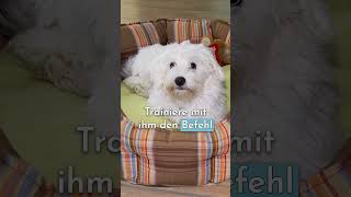 Dein Hund bettelt ständig am Tisch 🐶🍽️ shorts [upl. by Nnylram482]