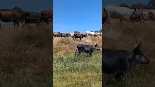 Mixed Nguni Mob cows cattle nguni [upl. by Anair622]