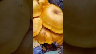 The Poisonous Jack o Lantern Mushroom 🎃 Omphalotus illudens Just In Time For Halloween nature [upl. by Yekcim]