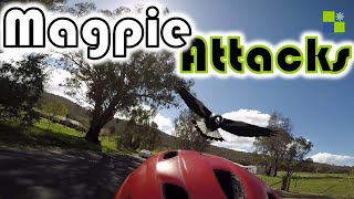 When Magpies Attack  Swooping Season Australia magpieswoop [upl. by Neit]