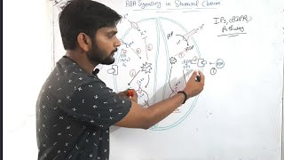 ABA Signalling in stomatal closurePhytohormoneCSIR NET in Hindi [upl. by Ettenan]