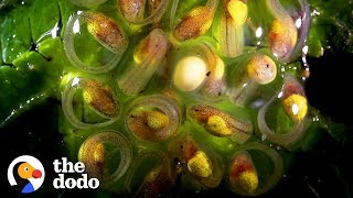 This Is How a Tadpole Transforms Into A Frog  The Dodo [upl. by Edmanda771]