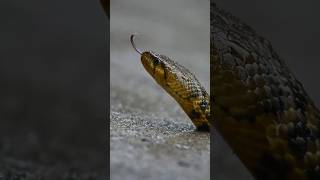 🐍 Slithering Grace SlowMo Snake Magic🐍 natureinmotion [upl. by Nerdna]