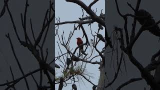 Scarlet Tanager sings from tall Pine [upl. by Ykcin171]