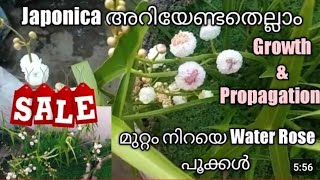 JaponicaJaponica plant careWater RoseJaponica propagationWaterplants malayalamJaponica planting [upl. by Aglo]