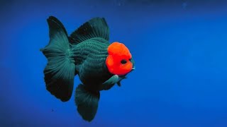 The Most Beautiful Goldfish In The World  Super Rare Goldfish Species [upl. by Evilc]