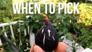 When to Harvest Figs  The Neck Must be Soft amp Watch out for Caustic SAP [upl. by Kralc892]