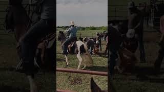 Cattle Branding on the Circle B Ranch in Krum Texas cattle ranch western cowboy [upl. by Drofliw]